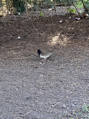 Junco hyemalis