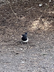 Junco hyemalis