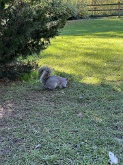 Sciurus carolinensis