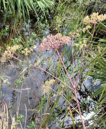 Tiedemannia filiformis image