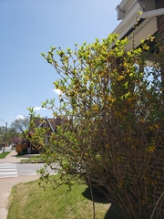 Forsythia × intermedia