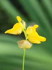 Utricularia simulans image