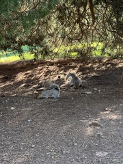 Sciurus carolinensis