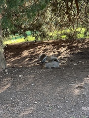 Sciurus carolinensis