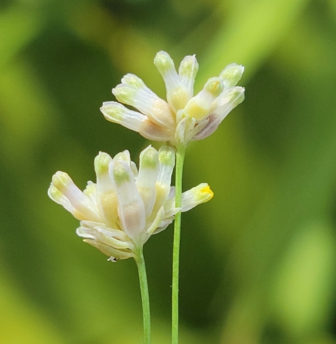 Southern bluethread (Burmannia capitata)