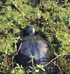 Trachemys scripta