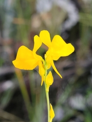 Utricularia cornuta image