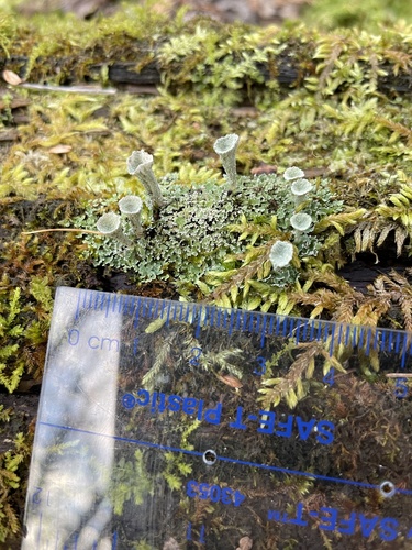 photo of Mealy Pixie Cup (Cladonia chlorophaea)