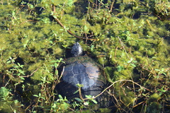 Trachemys scripta