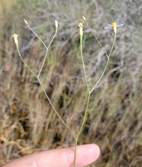 Symphyotrichum tenuifolium var. aphyllum image