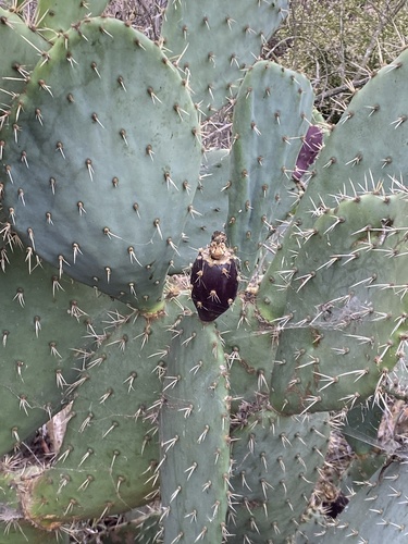 iNaturalist observation photo of Prickly Pears