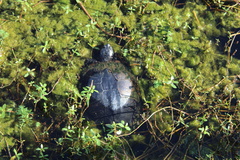 Trachemys scripta