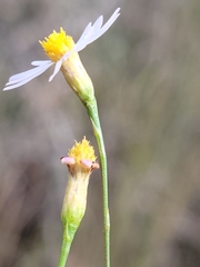 Symphyotrichum tenuifolium var. aphyllum image