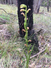 Pterostylis melagramma