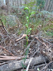 Pterostylis melagramma