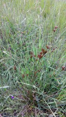 Juncus occidentalis