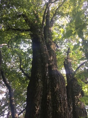 Carpinus tropicalis