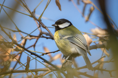 Parus major