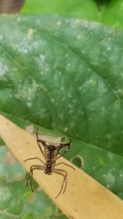 Micrathena acuta