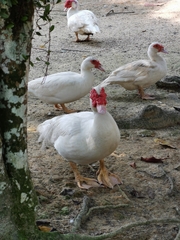 Cairina moschata domestica