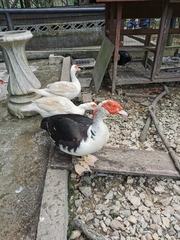 Cairina moschata domestica