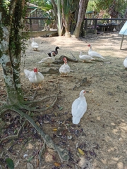 Cairina moschata domestica