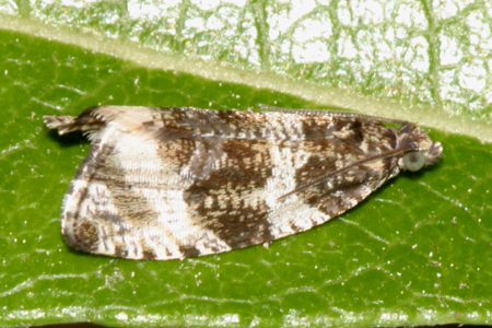 Dusky Leafroller Moth