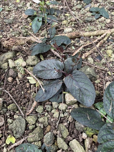 Strobilanthes reptans observed 2021-10-31