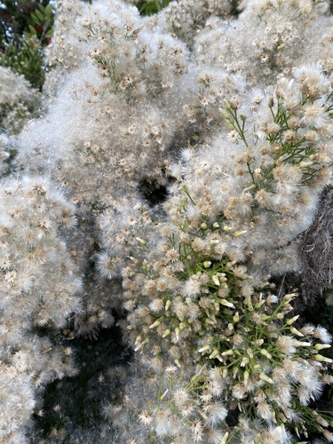 iNaturalist observation photo of coyote brush