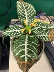 Aphelandra squarrosa