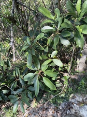 Daphniphyllum oldhami