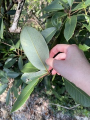 Daphniphyllum oldhami