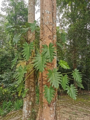Thaumatophyllum bipinnatifidum