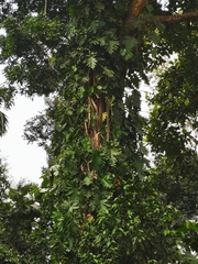 Thaumatophyllum bipinnatifidum