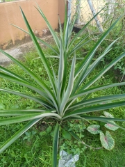 Ananas comosus