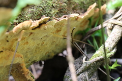 Oxychaete cervinogilva