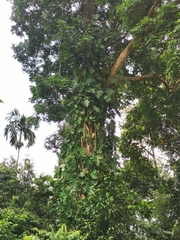 Thaumatophyllum bipinnatifidum