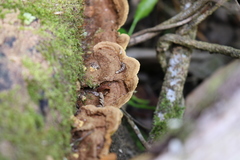 Oxychaete cervinogilva