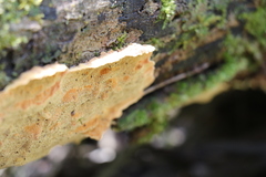 Oxychaete cervinogilva