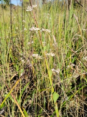 Mikania scandens image