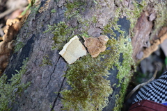 Oxychaete cervinogilva