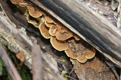 Oxychaete cervinogilva