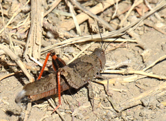 Trimerotropis melanoptera