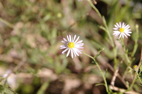 Welder Machaeranthera (Psilactis heterocarpa)
