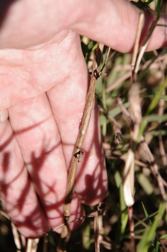 Image of Psilactis heterocarpa by (c) Eric Knight, some rights reserved (CC BY)