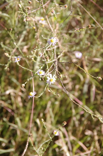 Image of Psilactis heterocarpa by (c) Eric Knight, some rights reserved (CC BY)