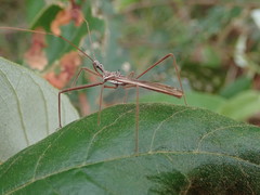 Australcmena lineativentris