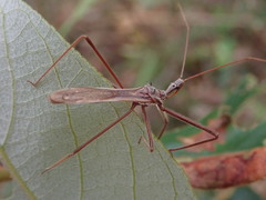 Australcmena lineativentris