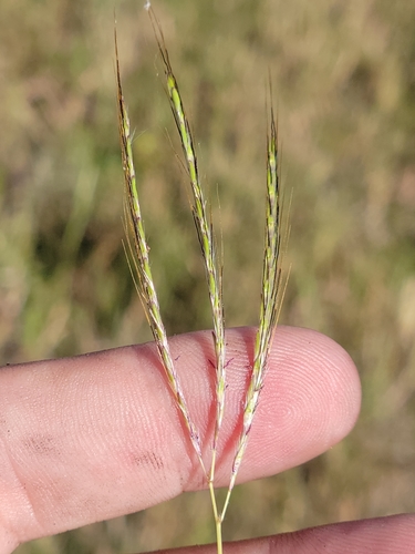 Bothriochloa pertusa