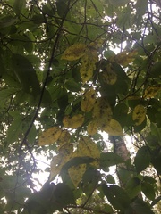 Carpinus tropicalis